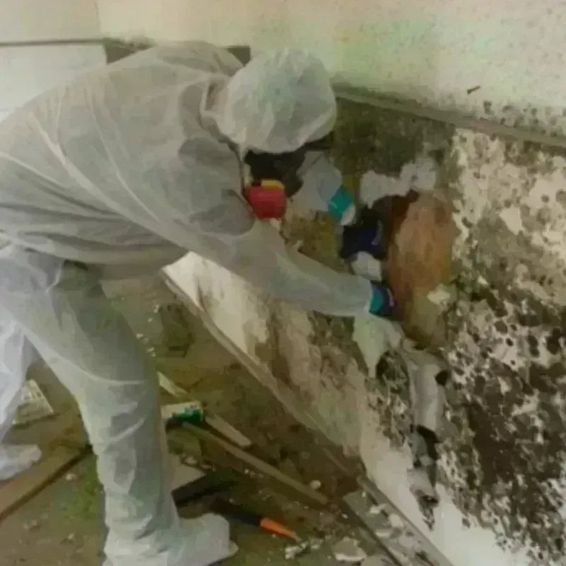 Mold Remediation and Removal in West Elmira, NY